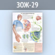 Плакат «Что такое болезнь Паркинсона?» (ЗОЖ-29, пластик 2 мм, А1, 1 лист)